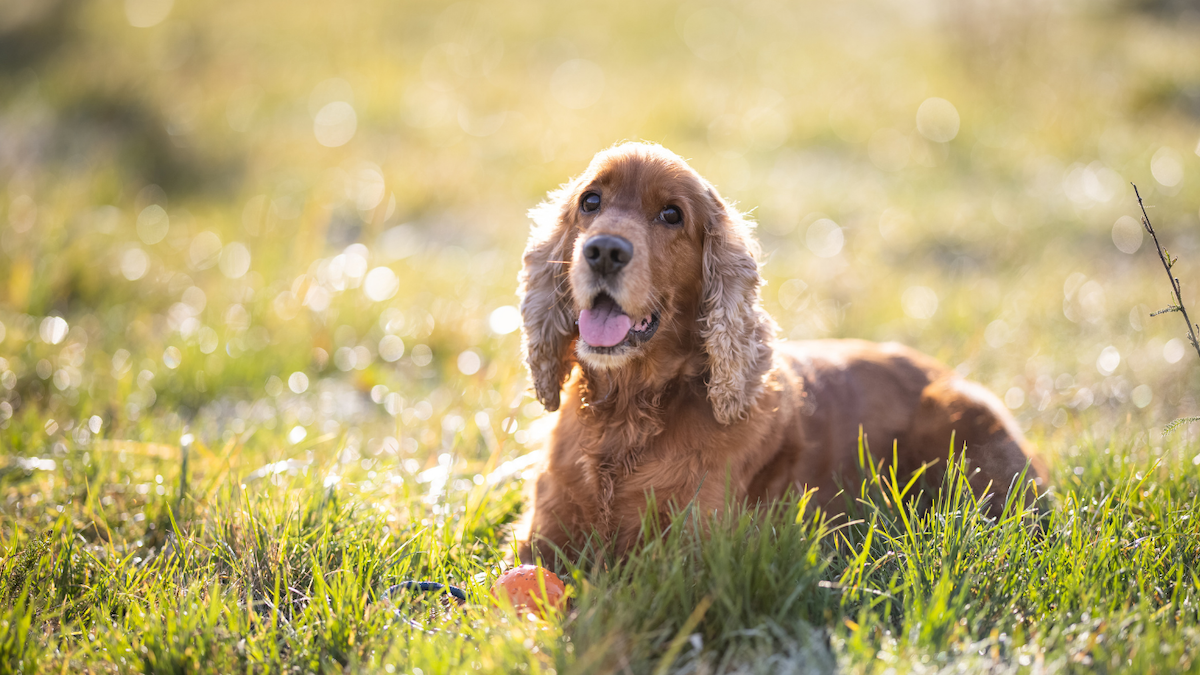 Dog Outside