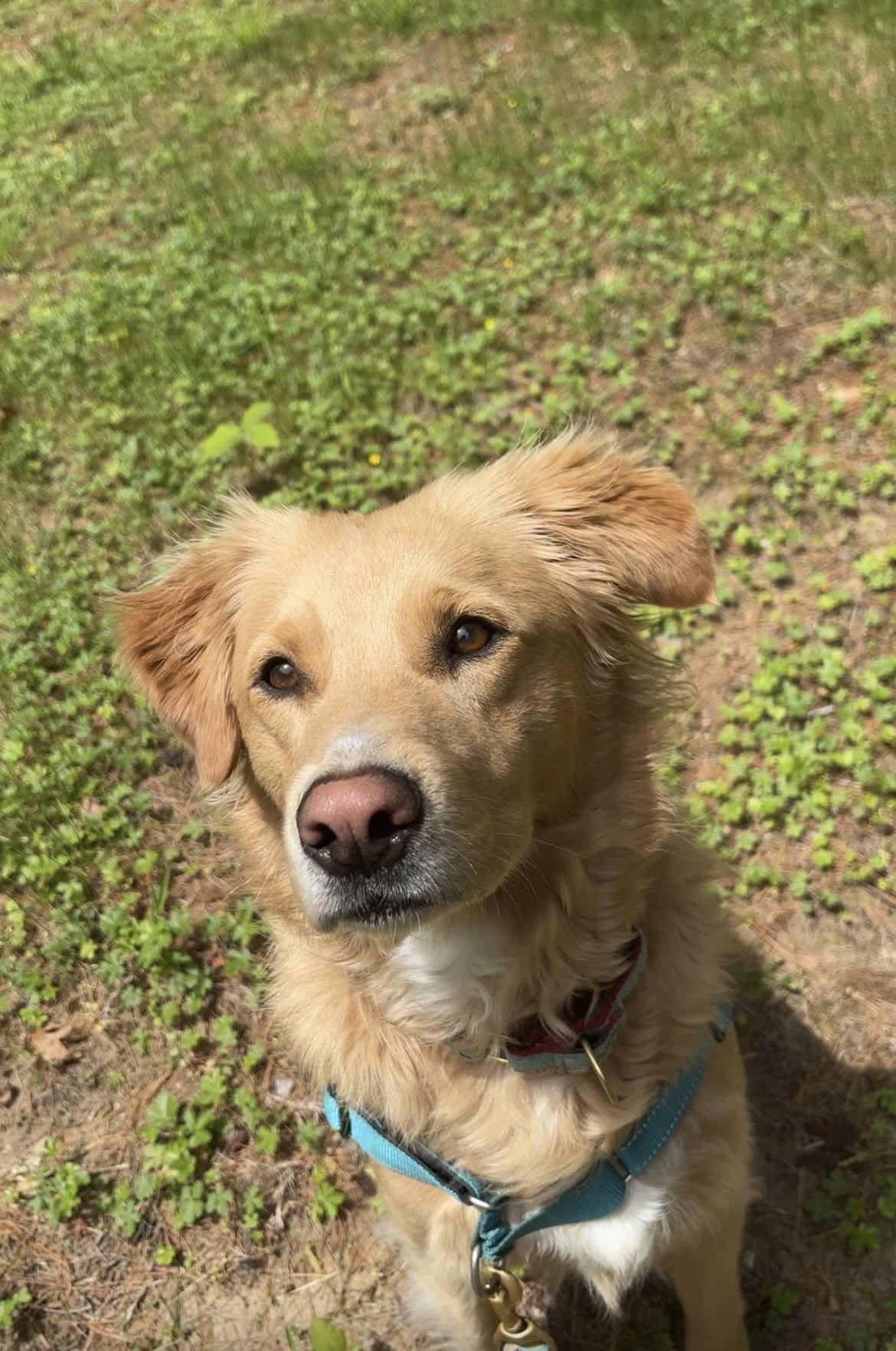 Ear Infections in Dogs