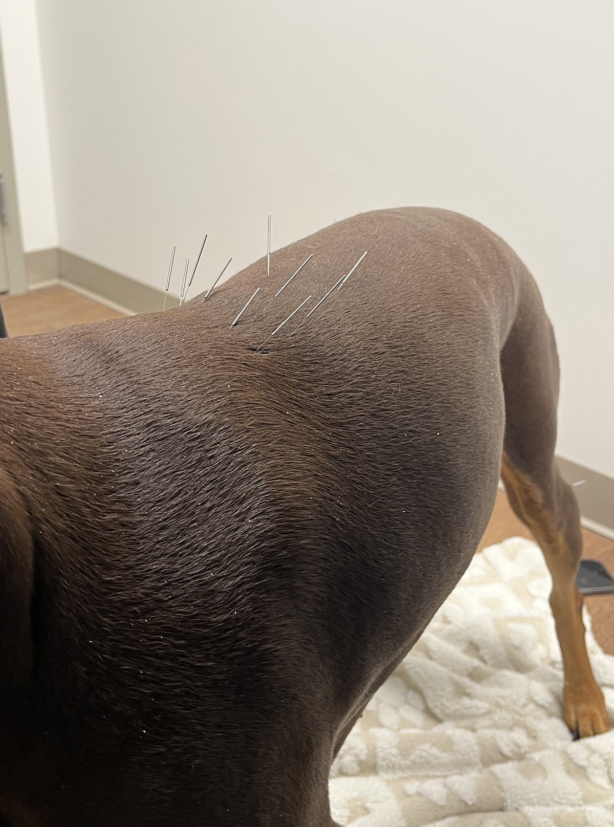 Dog receiving acupuncture 