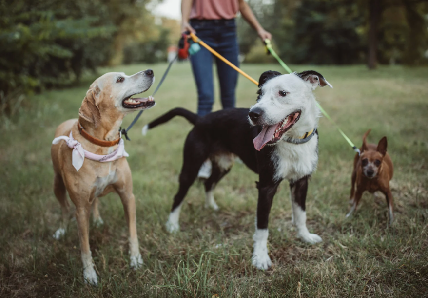 Three Dogs 
