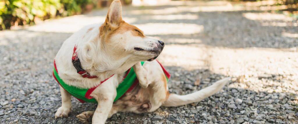 Itch Itch Go Away: A Dog Dermatology Discussion