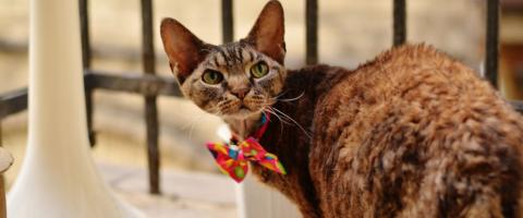 Devon Rex Cat Breed Devon Rex Breed