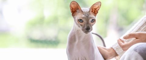 Sphynx Cat Breed, Hairless Cat Sphynx Cat Breed