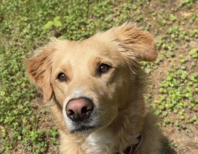 Ear Infections in Dogs
