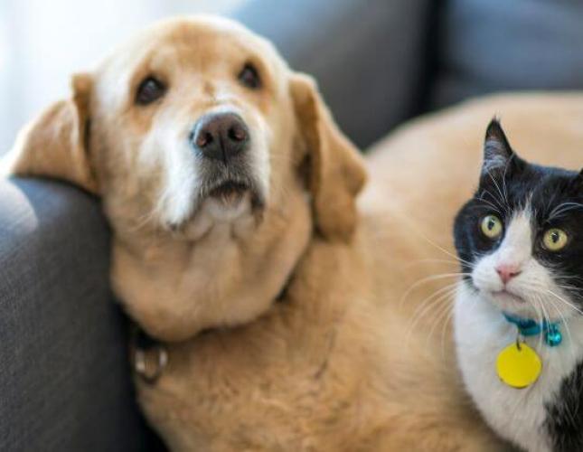 What Information Should I Leave For a Pet Sitter?