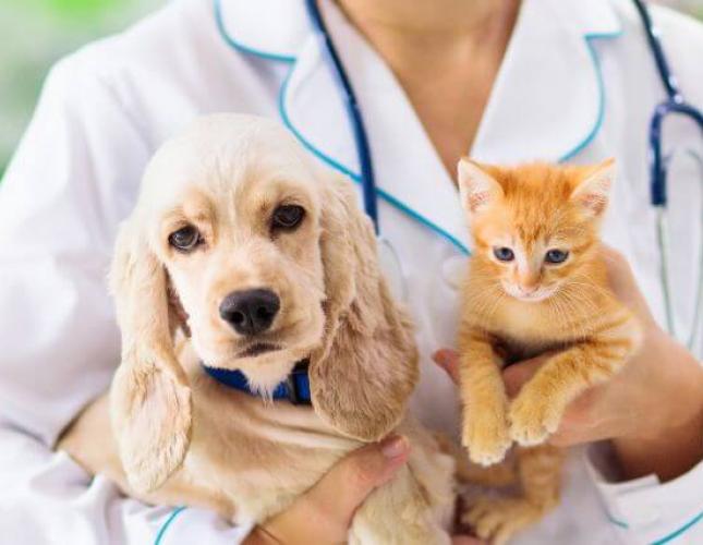 Why An Annual Pet Blood Test Can Be a Lifesaver (And What It Detects)