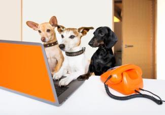 Monon Animal Hospital How To Pet Guides