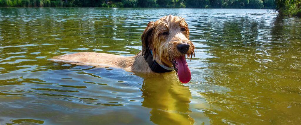 Dog swimming in water, at an increased risk giardia in dogs